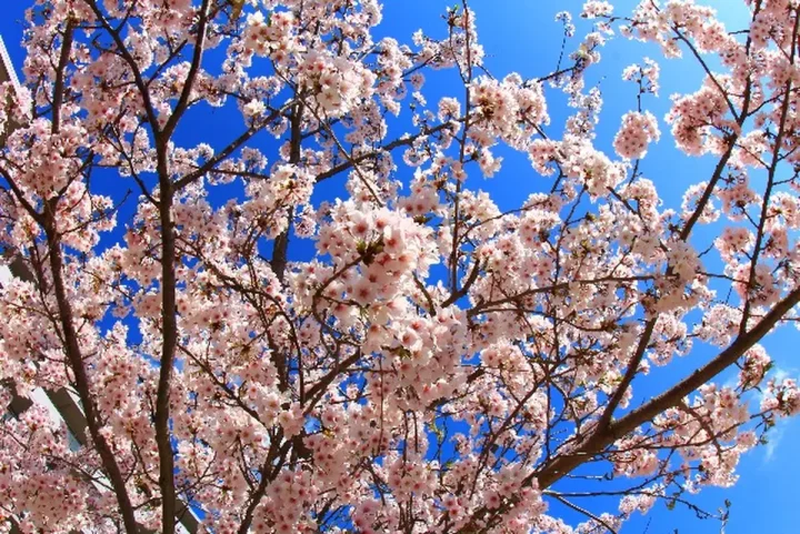 ベトナムでの法人設立を成功させるための認証手続きガイドの画像