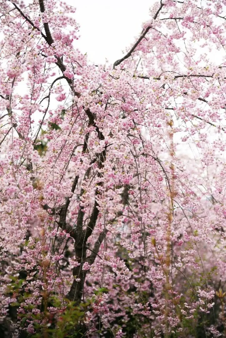 成年後見制度の診断書改定による利用者支援の強化の画像