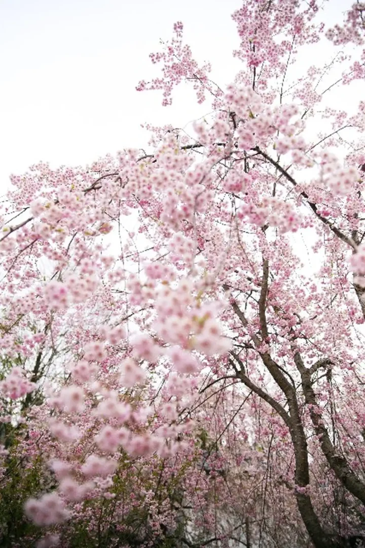 不動産登記事項証明書の種類とその活用法の画像