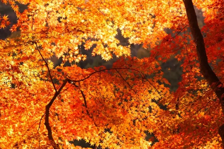 公正証書遺言の作成と保管: 確実な遺言のためのガイドの画像