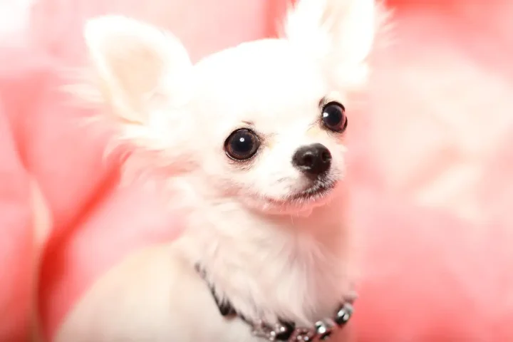 家族形態に応じた遺言書の活用法と相続調整の画像