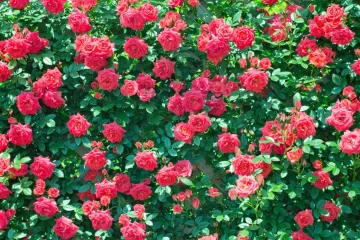 【実話】年賀状が届かない親族との相続問題|滋賀県で急増する『疎遠相続』の落とし穴2026