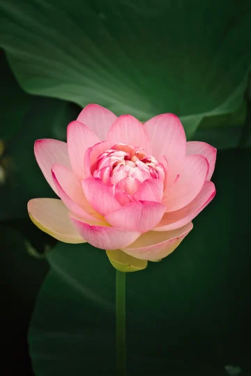 年間110万円の贈与、今年はもう始めましたか?