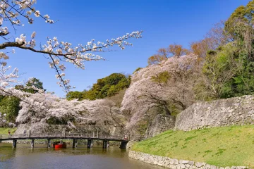 【相続放棄事例／東近江市】「父の借金まで相続？」卒業・就職を前に、亡き父の連帯保証債務を相続放棄したH様のケース